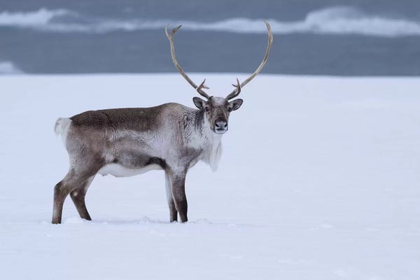 Eric Fisher: Reindeer In Snow by Eric Fisher