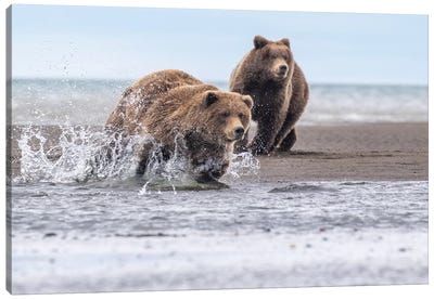 Running Bear Canvas Art Print - Grizzly Bear Art