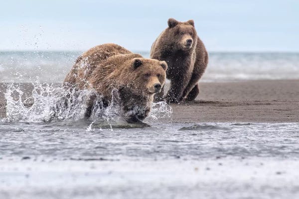 Eric Fisher: Running Bear by Eric Fisher