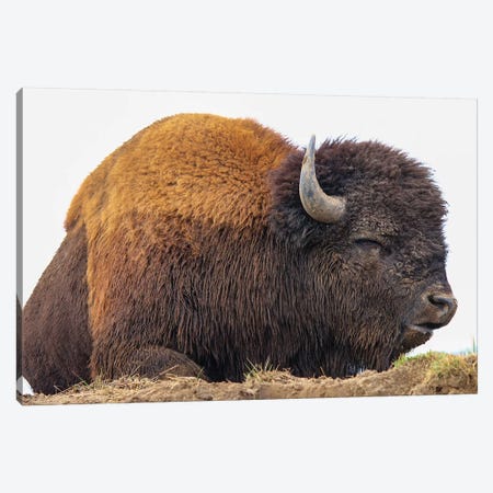 Sleeping Bison Canvas Print #ERF58} by Eric Fisher Canvas Art