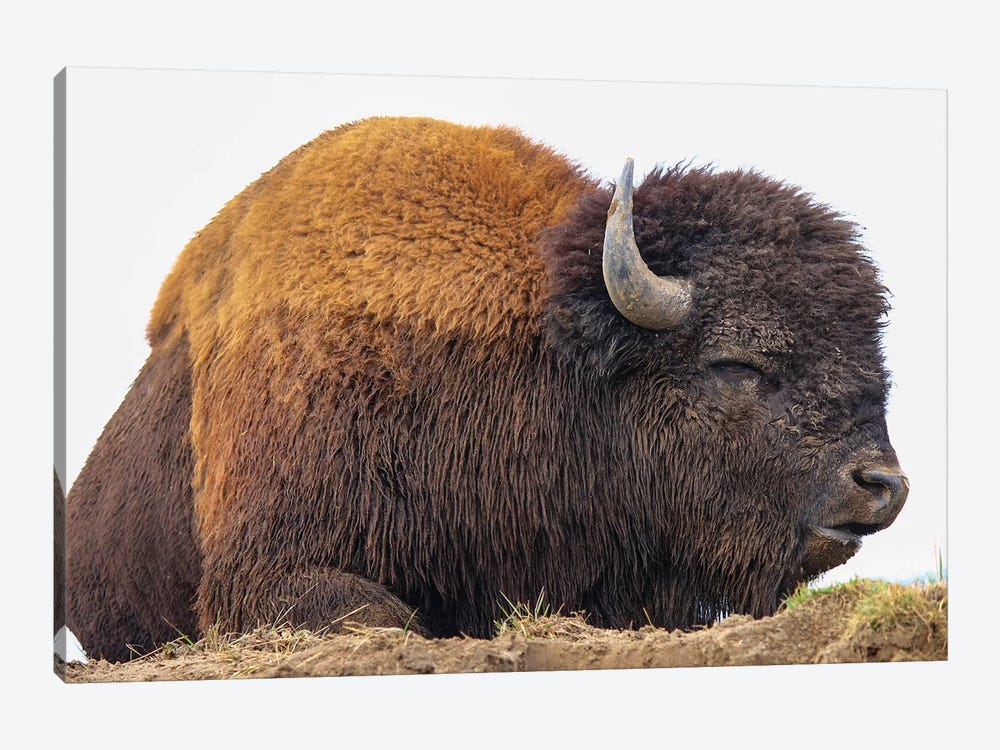Sleeping Bison by Eric Fisher 1-piece Canvas Print