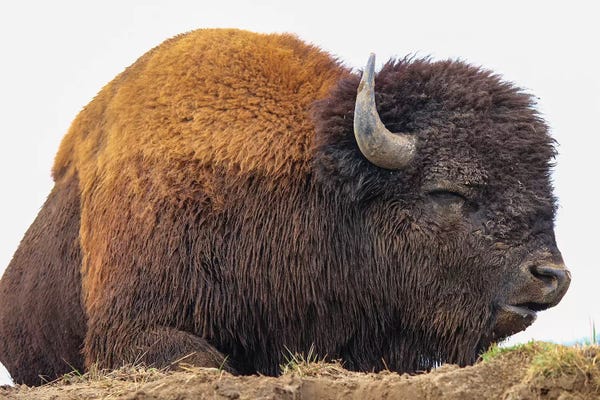 Sleeping & Napping: Sleeping Bison by Eric Fisher