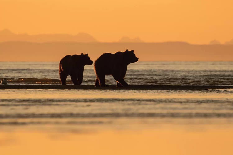 Two Bears On The Beach