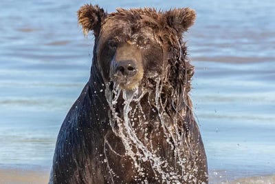 Wet Grizzly Bear by Eric Fisher framed wall art