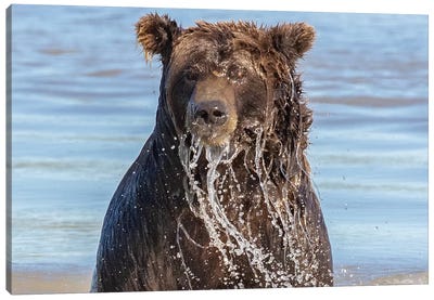 Wet Grizzly Bear Canvas Art Print - Grizzly Bear Art