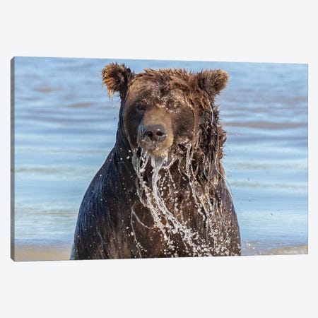 Wet Grizzly Bear Canvas Print #ERF61} by Eric Fisher Art Print