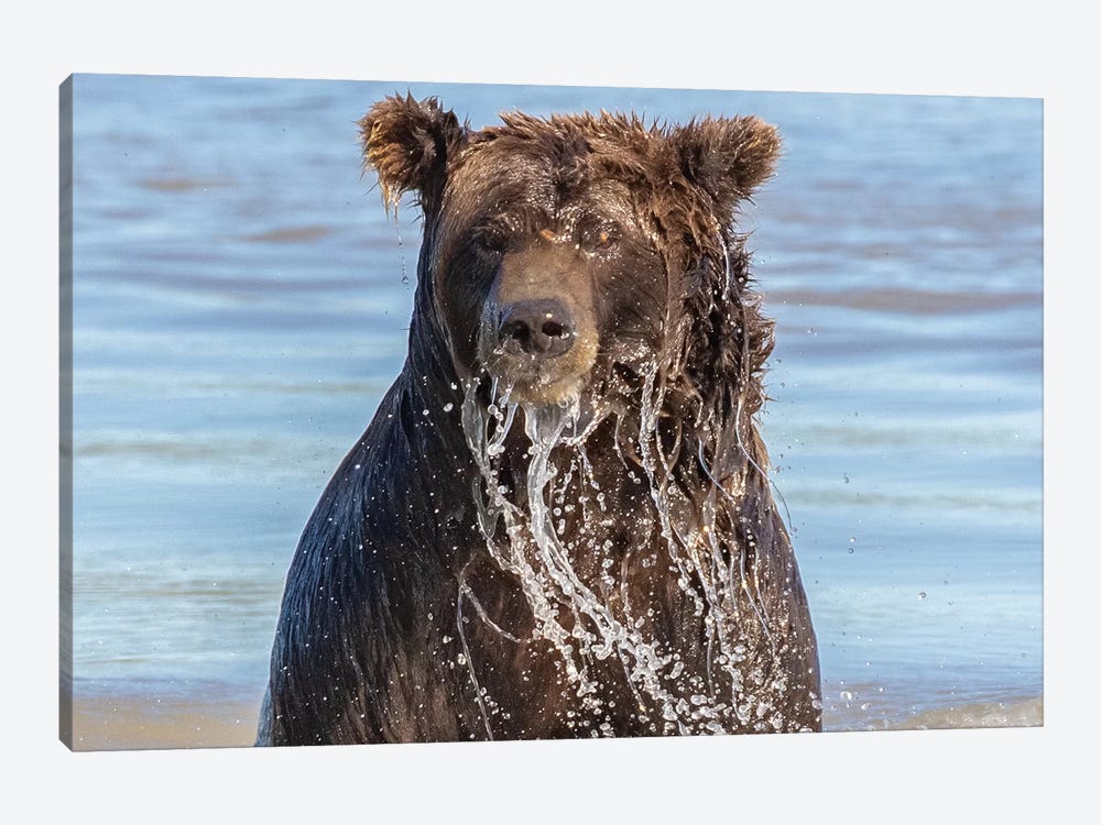 Wet Grizzly Bear by Eric Fisher 1-piece Canvas Art Print