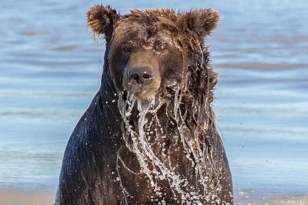 Wet Grizzly Bear