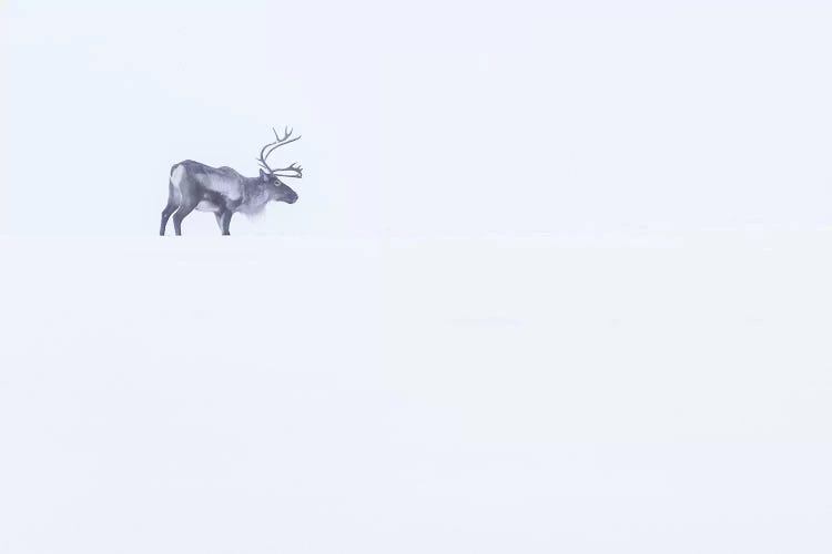 White Reindeer