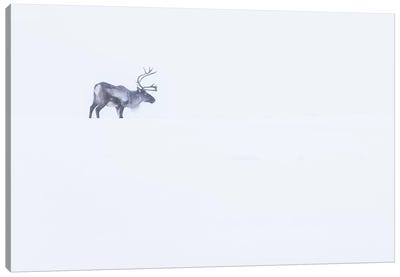 White Reindeer Canvas Art Print - Eric Fisher