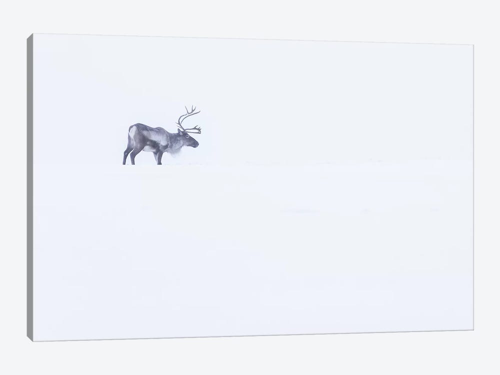 White Reindeer by Eric Fisher 1-piece Art Print