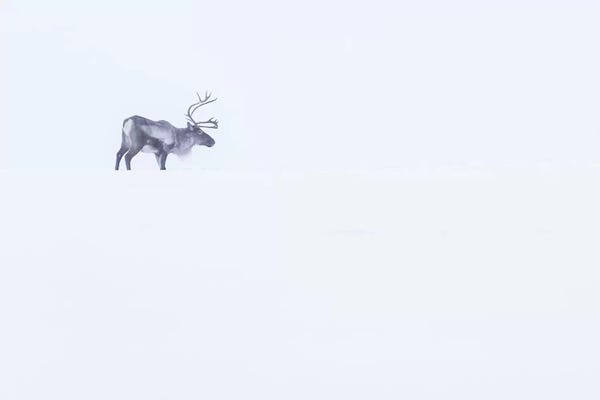 Reindeer: White Reindeer by Eric Fisher