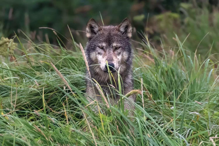 Wolf In Alaska