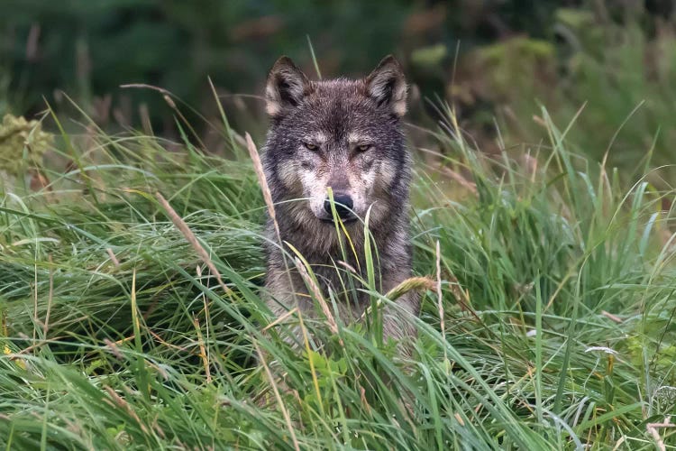Wolf In Alaska
