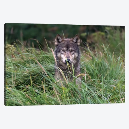 Wolf In Alaska Canvas Print #ERF65} by Eric Fisher Canvas Wall Art