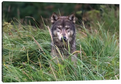 Wolf In Alaska Canvas Art Print - Alaska Art