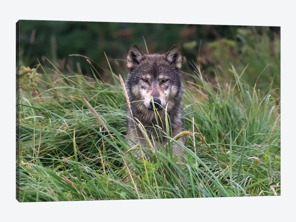 Wolf In Alaska 1-piece Canvas Print