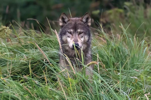 Wolf In Alaska
