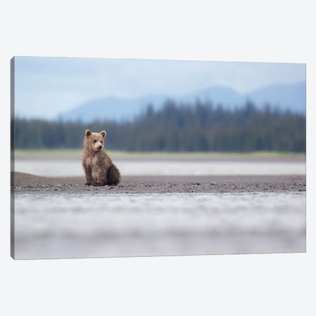Alaska Bear Cub And Mountains Canvas Print #ERF67} by Eric Fisher Canvas Art