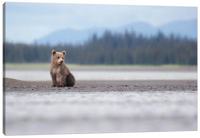 Alaska Bear Cub And Mountains Canvas Art Print - Eric Fisher