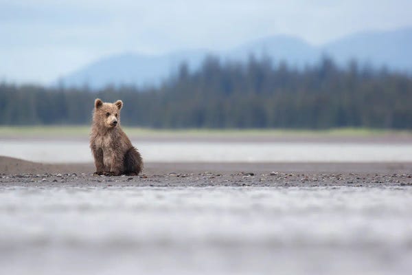 Eric Fisher: Alaska Bear Cub And Mountains by Eric Fisher