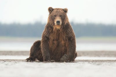 Alaska Grizzly Bear Posing by Eric Fisher framed wall art