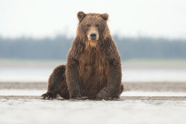 Alaska Grizzly Bear Posing by Eric Fisher wall art