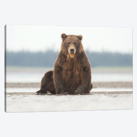 Alaska Grizzly Bear Posing Canvas Print #ERF68} by Eric Fisher Canvas Art Print