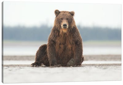 Alaska Grizzly Bear Posing Canvas Art Print - Eric Fisher