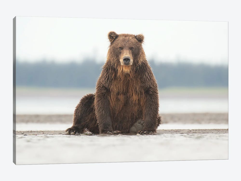 Alaska Grizzly Bear Posing by Eric Fisher 1-piece Canvas Artwork