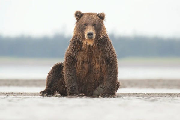Eric Fisher: Alaska Grizzly Bear Posing by Eric Fisher