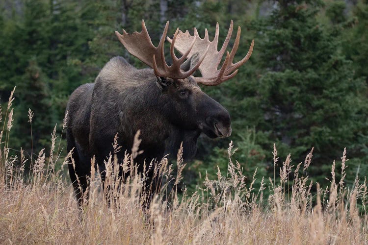 Alaska Moose In Meadow by Eric Fisher wall art