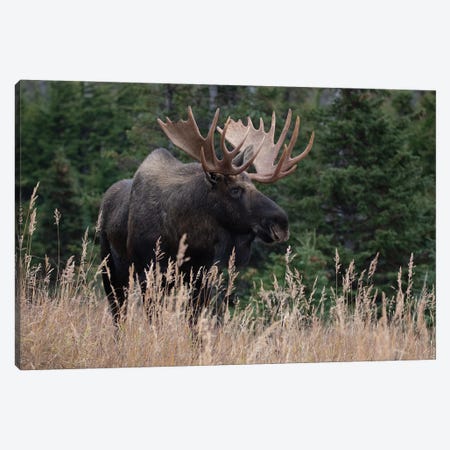 Alaska Moose In Meadow Canvas Print #ERF69} by Eric Fisher Canvas Print
