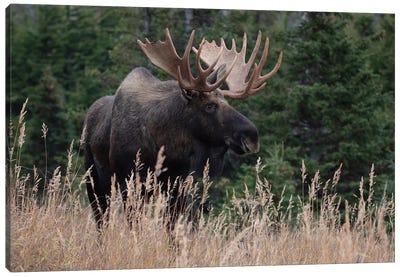Alaska Moose In Meadow Canvas Art Print