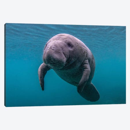 Baby Florida Manatee Canvas Print #ERF8} by Eric Fisher Art Print