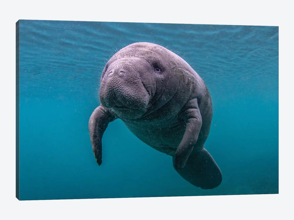 Baby Florida Manatee by Eric Fisher 1-piece Canvas Art Print