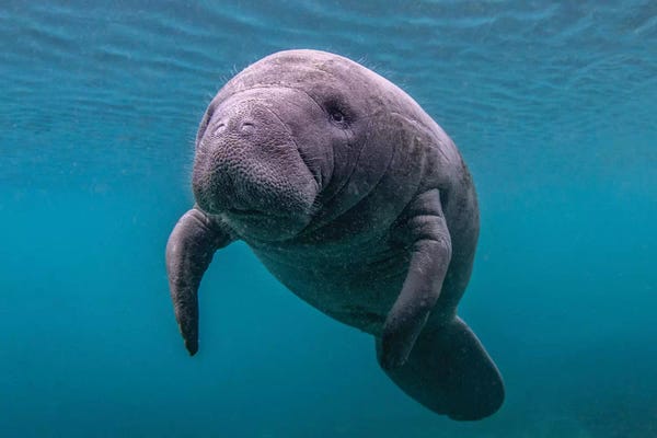 Marine Life Conservation: Baby Florida Manatee by Eric Fisher