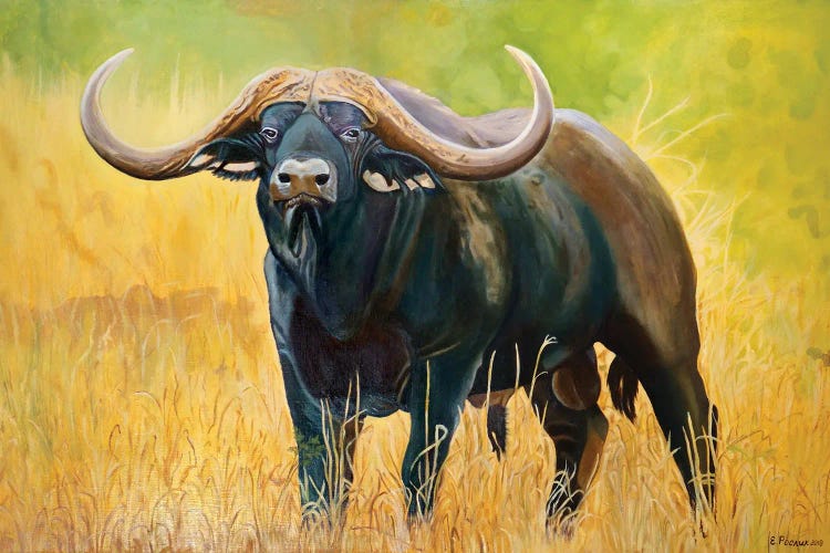 Buffalo