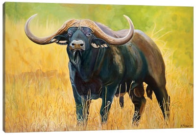 Buffalo Canvas Art Print - Evgeniya Roslik