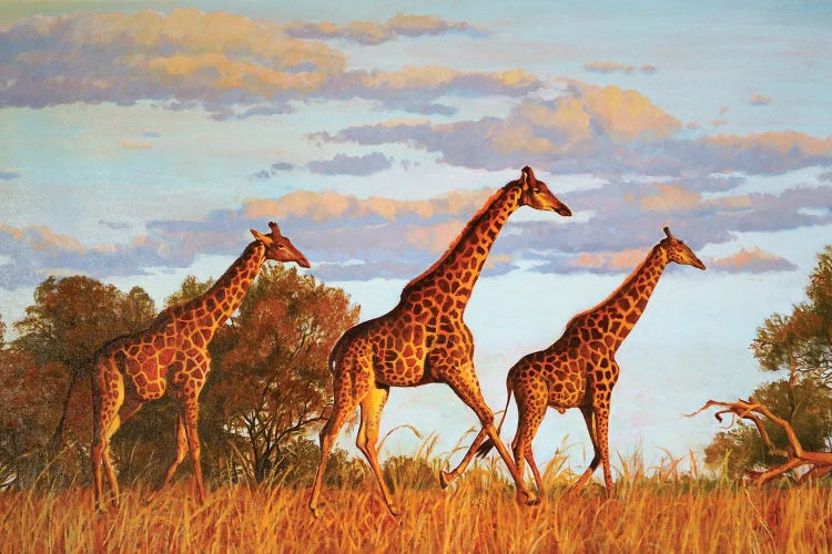 Giraffes