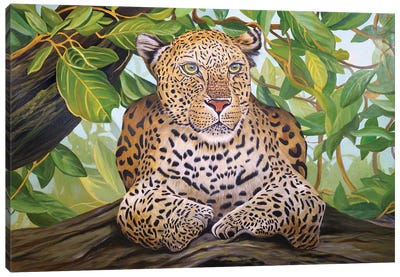 Leopard Under The Tree Canvas Art Print - Fine Art Safari