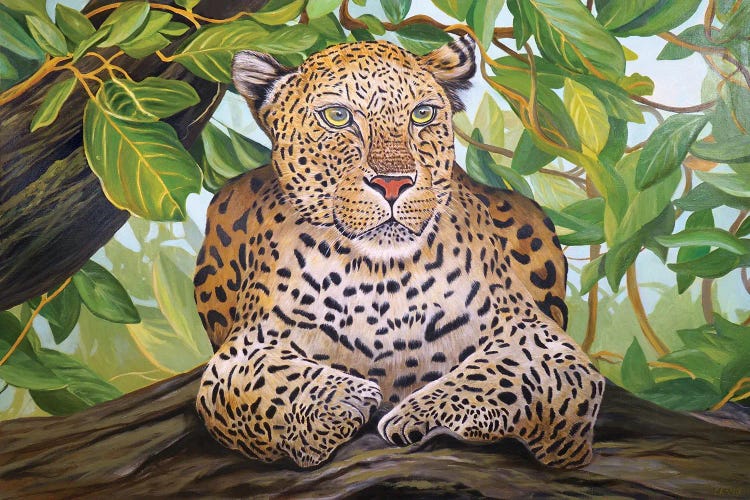 Leopard Under The Tree