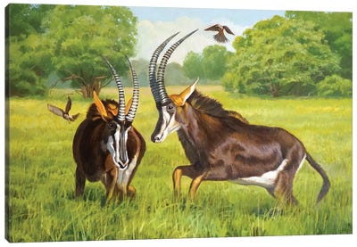 Sables Canvas Art Print - Antelopes