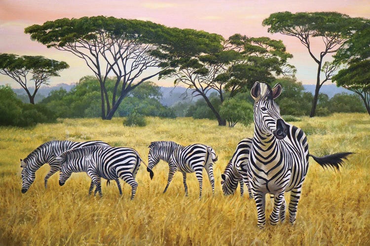 Zebras