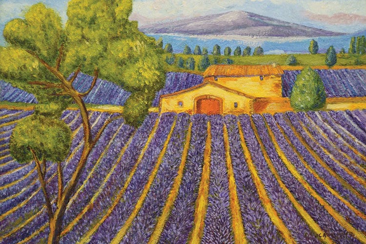 Lavender Field I