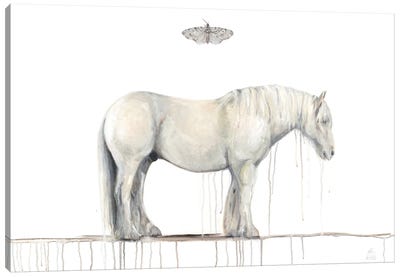 Grey Horse And Moth Canvas Art Print - Emily Reid