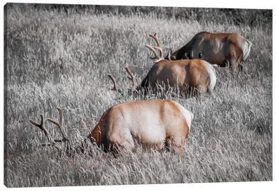 Grazing in a Field of Gray Canvas Art Print - Color Pop Photography