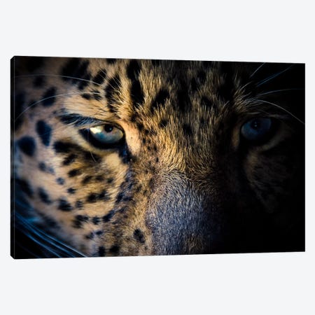 Leopard Prowl Canvas Print #ESC66} by Eric Schech Canvas Wall Art