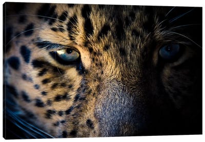 Leopard Prowl Canvas Art Print - Eric Schech