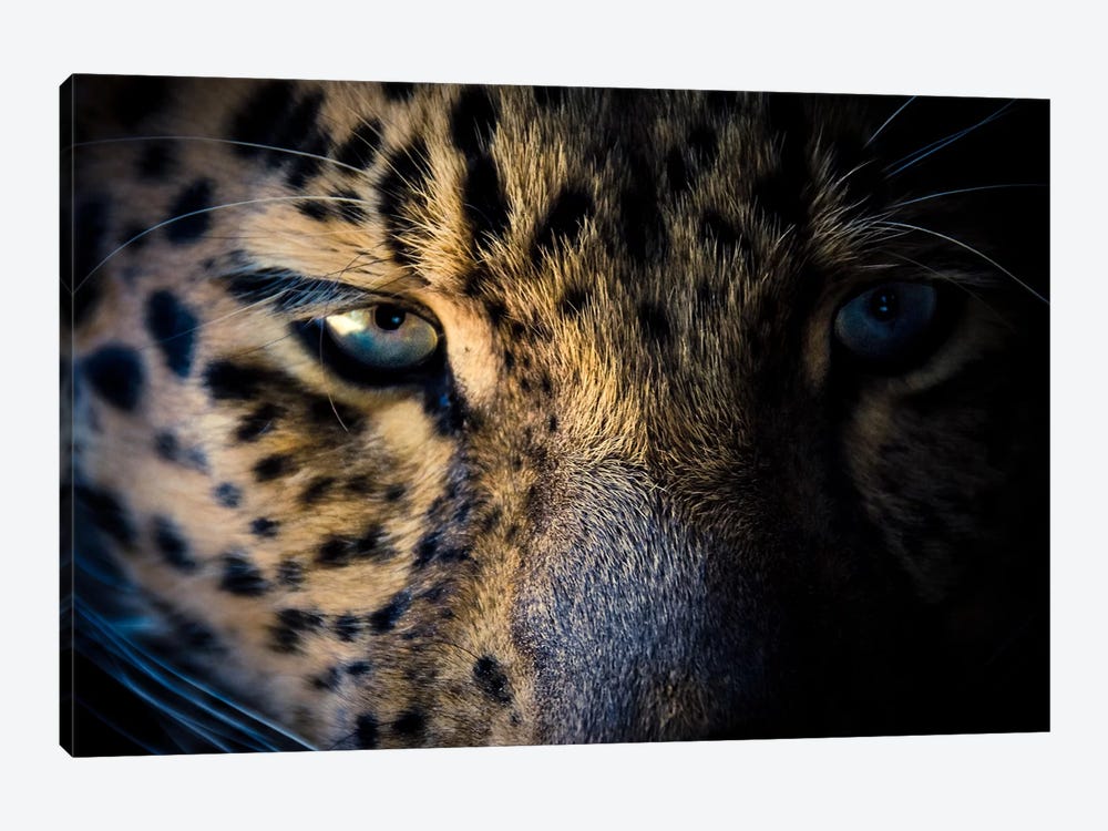 Leopard Prowl by Eric Schech 1-piece Canvas Art